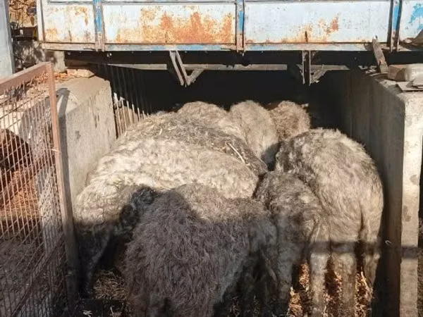 Schweine (Partie, Geschlecht nicht angegeben), 