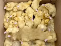 pato criollo doméstico — foto 5