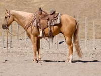 Horse (M), Quarter Horse — photo 3
