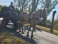 Yegua, Caballos — foto 7