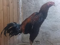 Chickens — photo 2