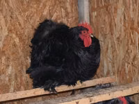 Pekin-Zwerg — Foto 7