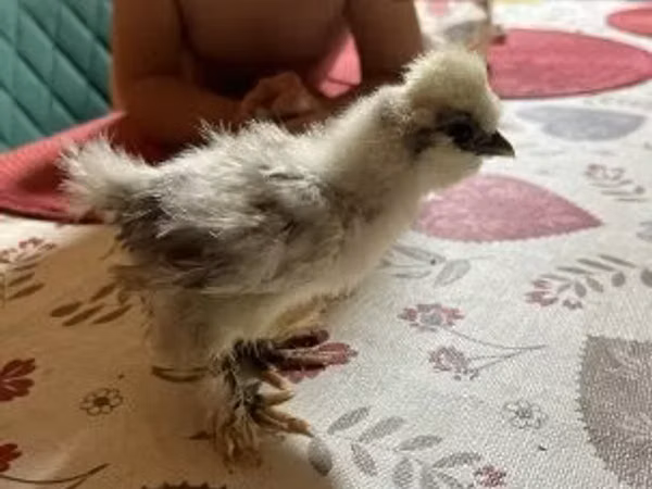 सिल्की