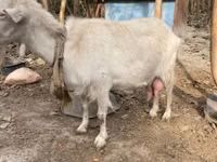 बकरी, Fergana goat — फ़ोटो 3