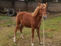Yegua, Caballos — foto 1