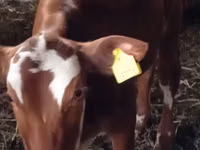 Vaca, Vaca Limousin — foto 3