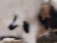 Vaca, Ganado vacuno — foto 4