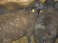 公羊, Qashqai sheep — 照片 1
