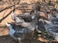 Geese — foto 6