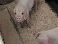 Schweine (Partie, Geschlecht nicht angegeben), Schweine — Foto 2