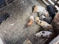 Schweine (Partie, Geschlecht nicht angegeben), Schweine — Foto 6