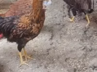 Chickens — Foto 2