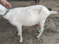 बकरी, Saanen goat — फ़ोटो 3