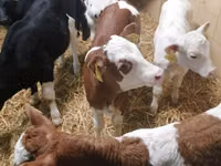 Cattle (batch, sex not specified), Simmental cattle — photo 1
