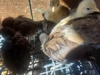 Chickens — Foto 6