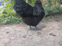 Australorp — foto 3