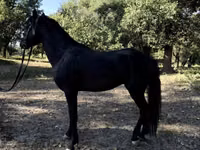 马匹（批次，未指定性别）, American shetland pony — 照片 7