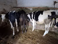 بقرة, Russian Black pied cattle — الصورة 6