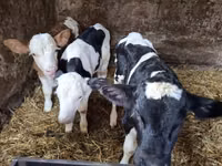 सांड, Russian Black pied cattle — फ़ोटो 1