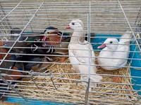 Ducks — 照片 2