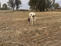 Cow, Alatau breed — photo 3