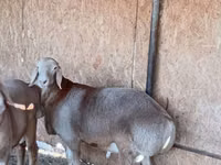 Widder, Arashan sheep — Foto 6