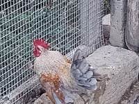Chickens — 照片 1