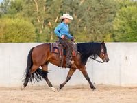 حصان, Quarter Horse — الصورة 6