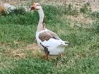تشاينيز — الصورة 1