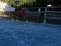 Hengst, Welsh Cob — Foto 6