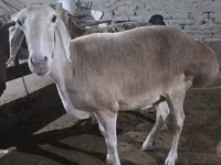 نعجة, Afghan Arabi sheep — الصورة 4