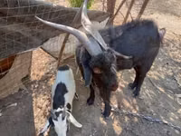 Ziegenbock, Nubian Goat — Foto 2