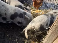 Pigs (batch, sex not specified), Pigs — photo 2