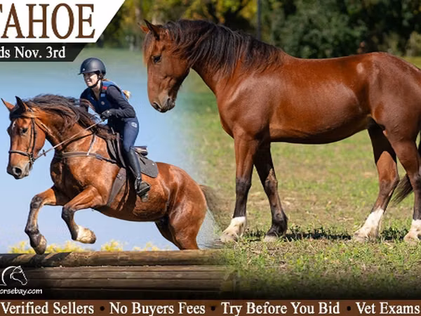 公马, Percheron