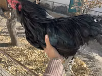 अमेराउकाना — फ़ोटो 3