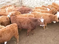 Cow, Kalmyk breed — photo 1