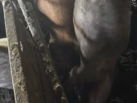 Cerda — foto 2