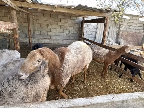 मेढ़ा, Arashan sheep