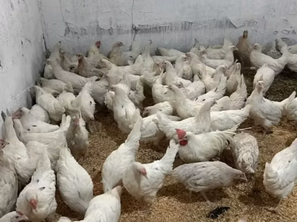 ليغهورن