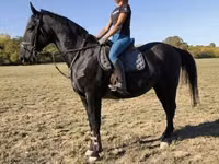 公马, Nonius horse — 照片 2