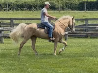 Horse (M), Rocky Mountain Horse — photo 1