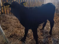 Cow, Limousin cow — photo 4