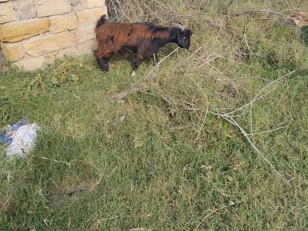 Goat, Goats