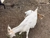 Goats (batch, sex not specified), Goats — photo 5