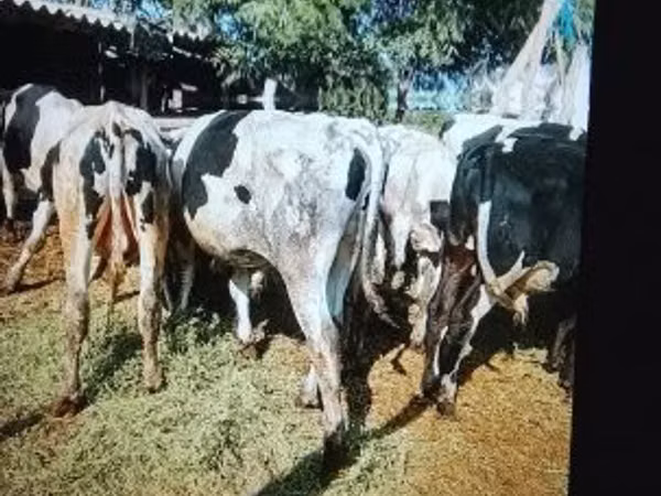 Bulle, Russian Black pied cattle