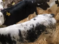 牛只（批次，未指定性别）, Simmental cattle — 照片 5