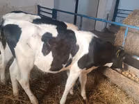 गाय, Russian Black pied cattle — फ़ोटो 8