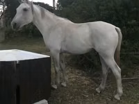 घोड़ा, Arabian horse — फ़ोटो 2
