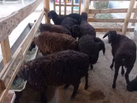 Schaf, Tajik sheep — Foto 2