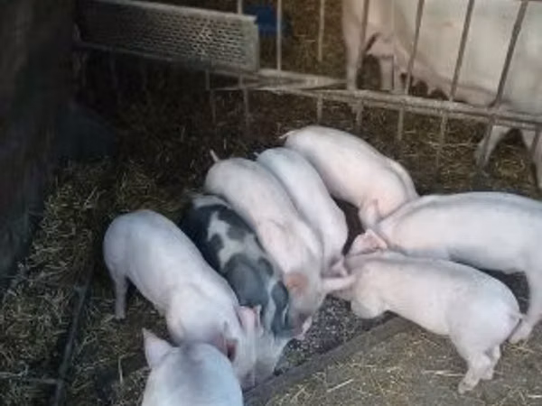 Schweine (Partie, Geschlecht nicht angegeben), Schweine